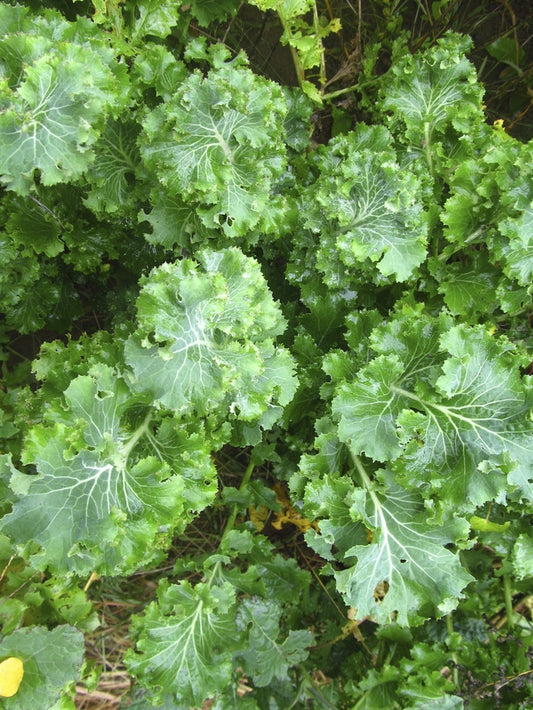 KALE 'Beedy's Camden'