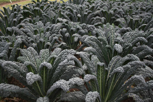 KALE 'Cavolo Nero'