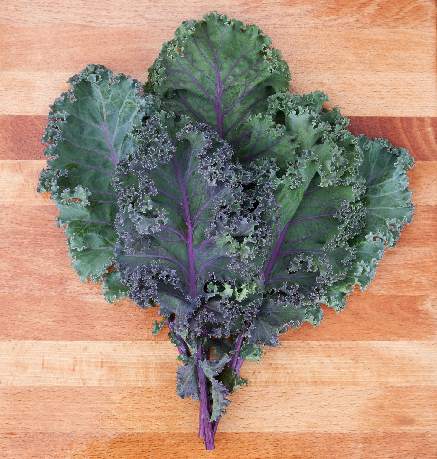 KALE 'Olympic Red'