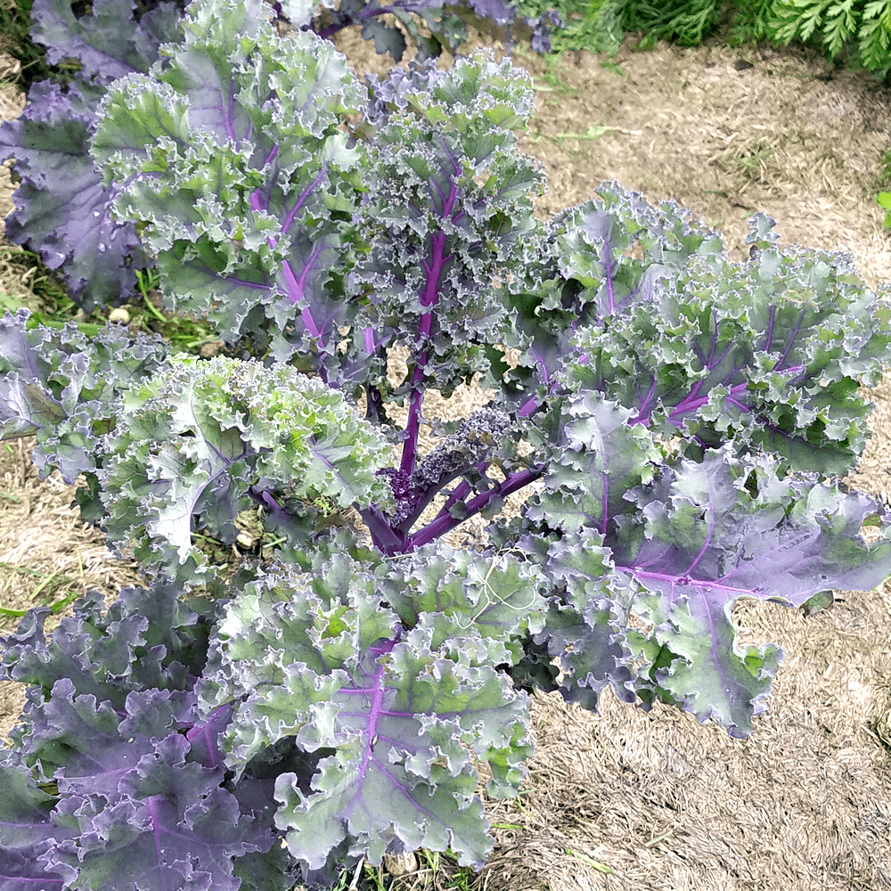 KALE 'Red Russian'