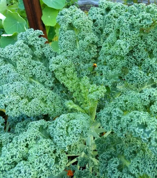 KALE 'Westlander'