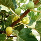 FIG 'Kadota' --Ficus carica--