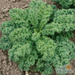 KALE 'Vates'