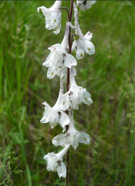 Delphinium carolinianum ssp. virescens --Prairie Larkspur--