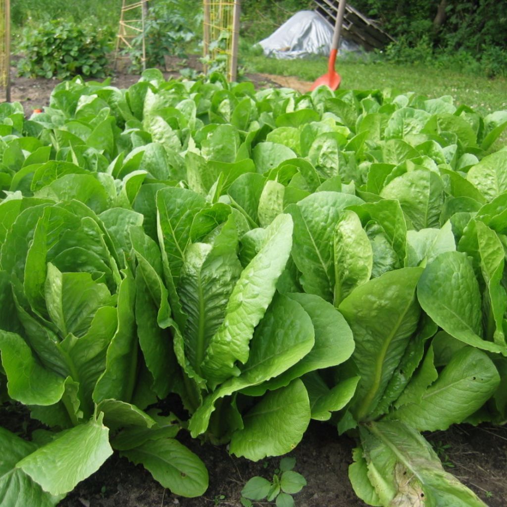 LETTUCE 'Green Towers'
