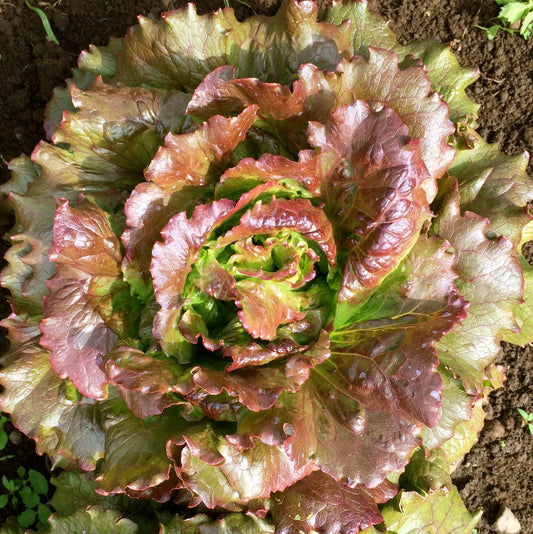 LETTUCE 'Magenta'