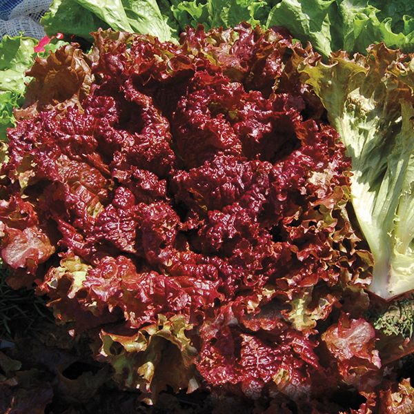 LETTUCE 'New Red Fire'
