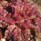 LETTUCE 'Outredgeous'