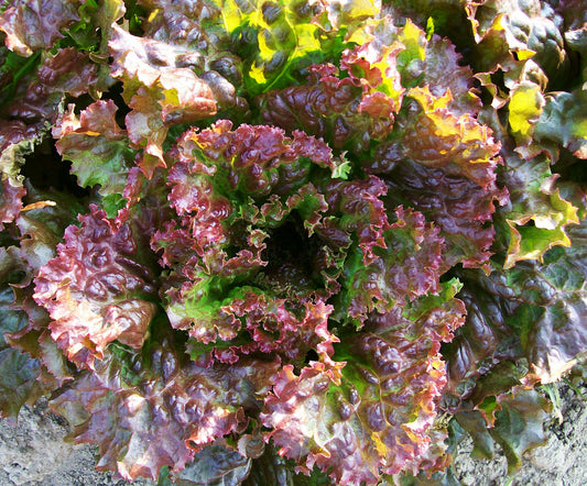 LETTUCE 'Red Sails'