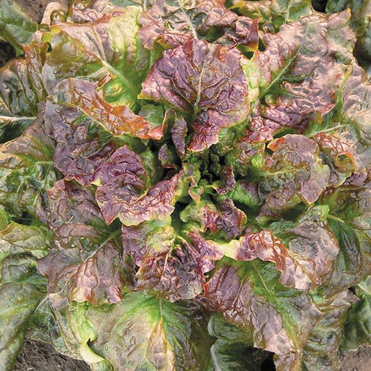 LETTUCE 'Red Tide'