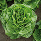 LETTUCE 'Spretnak'