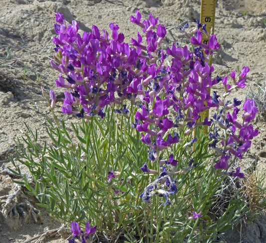 Oxytropis lambertii --Purple Locoweed--