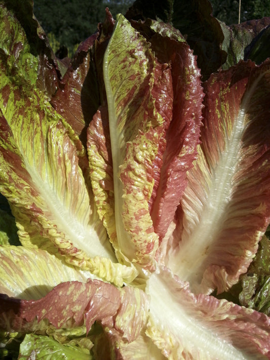 LETTUCE 'Lava Lamp'