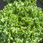 LETTUCE 'Bergam's Green'