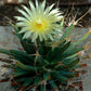 Leuchtenbergia principis --Prism Cactus--
