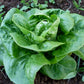LETTUCE 'Little Gem'