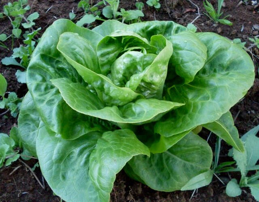 LETTUCE 'Little Gem'
