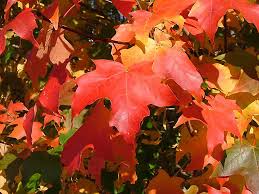 Acer grandidentatum --Bigtooth Maple--