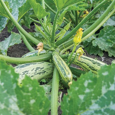 SQUASH 'Green Bush Marrow'