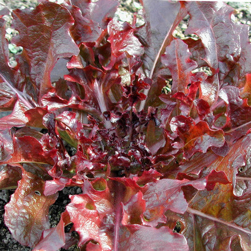 LETTUCE 'Mascara'