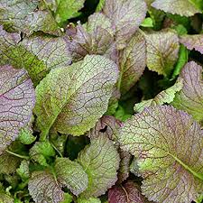 MUSTARD GREENS 'Red Giant'
