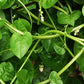 SPINACH 'Malabar Green-stem' --Basella alba--