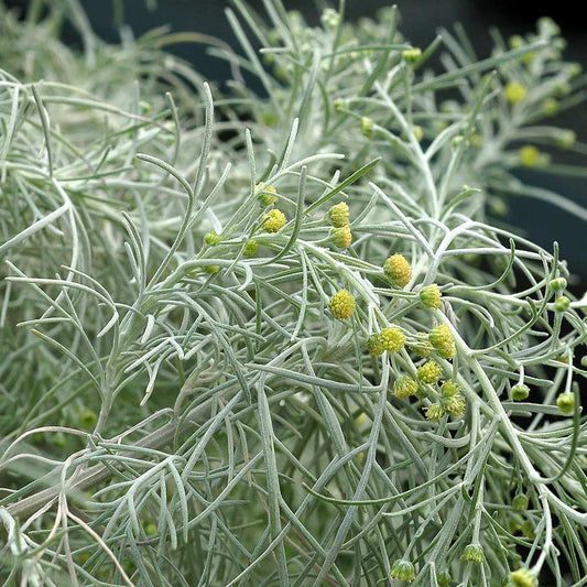 WORMWOOD 'Maui' --Artemisia mauiensis--