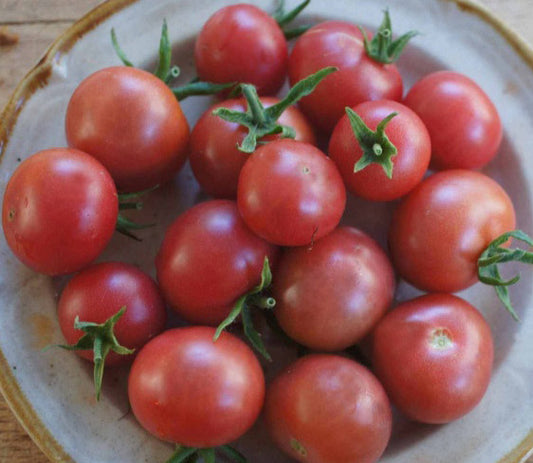 TOMATO 'Napa Rosé'
