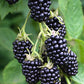 BLACKBERRY 'Natchez Thornless' --Rubus fruticosus--
