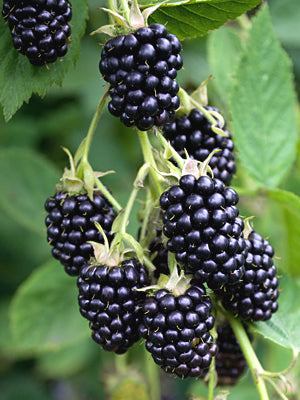 BLACKBERRY 'Natchez Thornless' --Rubus fruticosus--