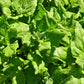 SPINACH 'New Zealand' --Tetragonia tetragionoides--