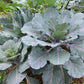 COLLARDS 'Ole Timey Blue'