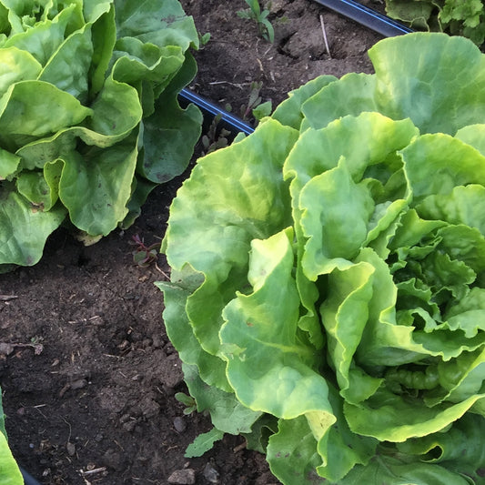 LETTUCE 'Optima'