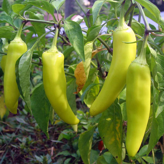 PEPPER 'Sweet Banana'