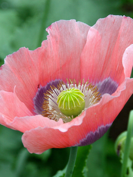 POPPY 'Giant Pod'