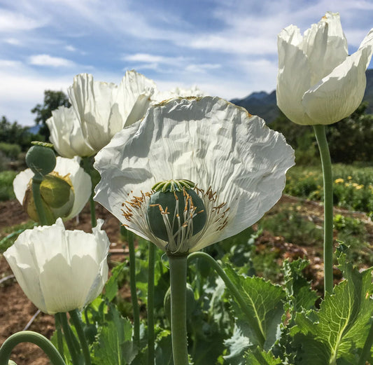 POPPY 'Peshawar'