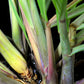 LEMONGRASS 'Citratus' --Cymbopogon citratus--