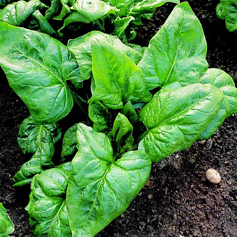 SPINACH 'Palco'