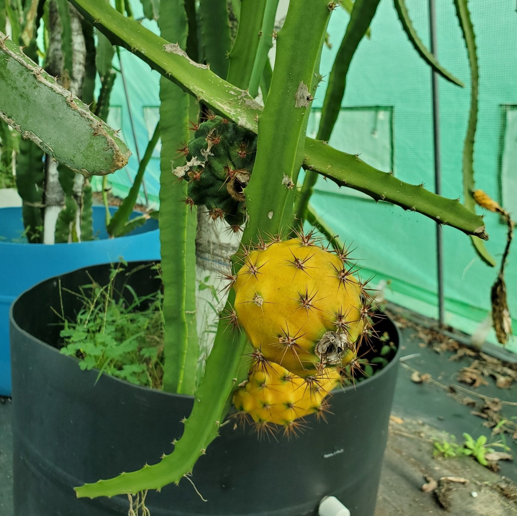 Dragon Fruit Cactus – Carlo's Plant Farm