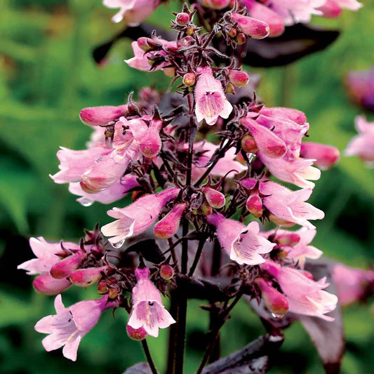 Penstemon digitalis --Burgundy Beardtongue--