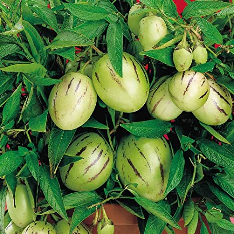 MELON 'Pepino' --Solanum muricatum--