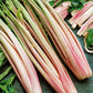 CELERY 'Peppermint Stick'