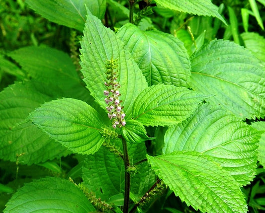 SHISO 'Green' --Perilla frutescens--