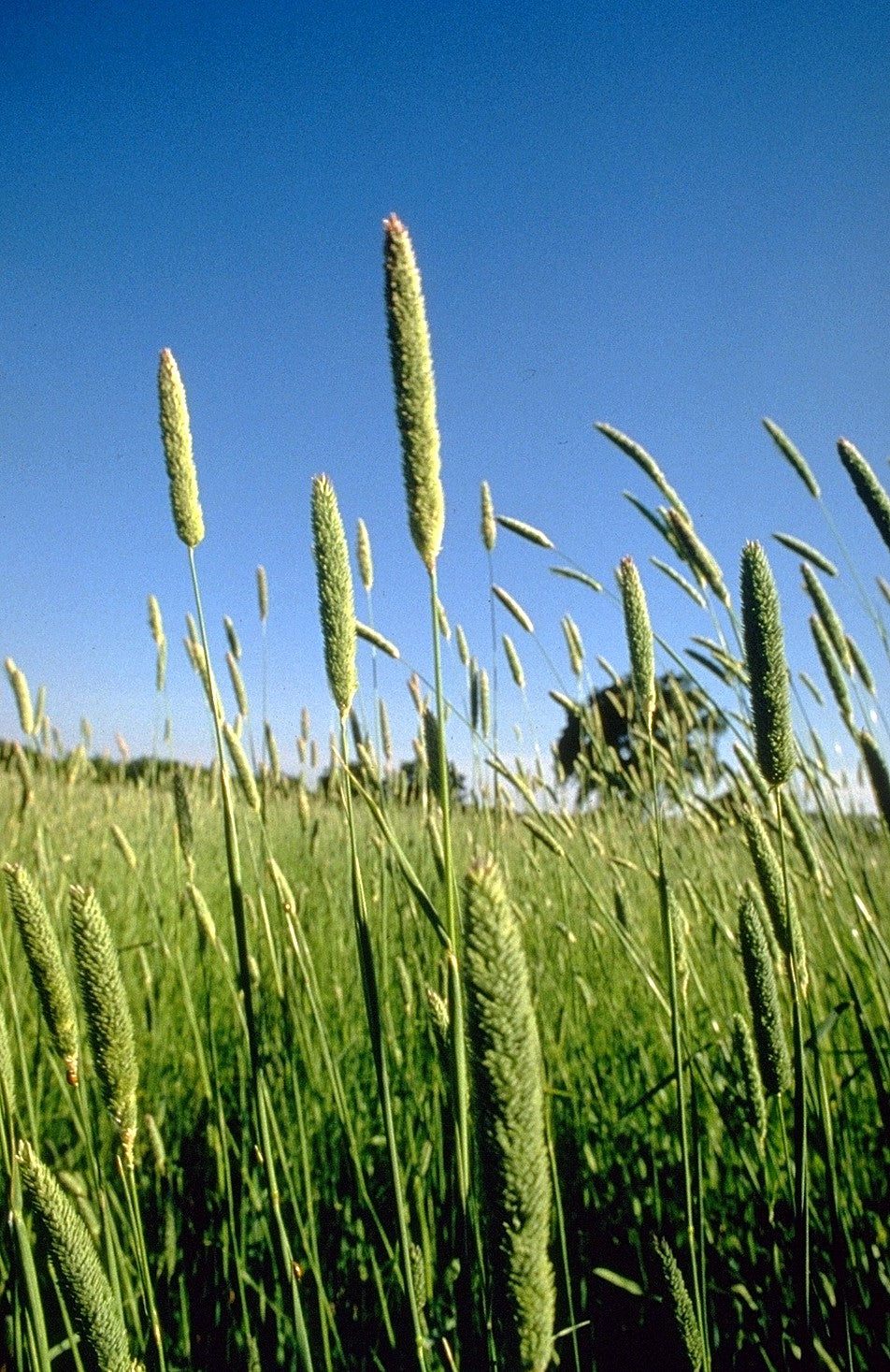 REED CANARY GRASS --Phalaris aquatica--