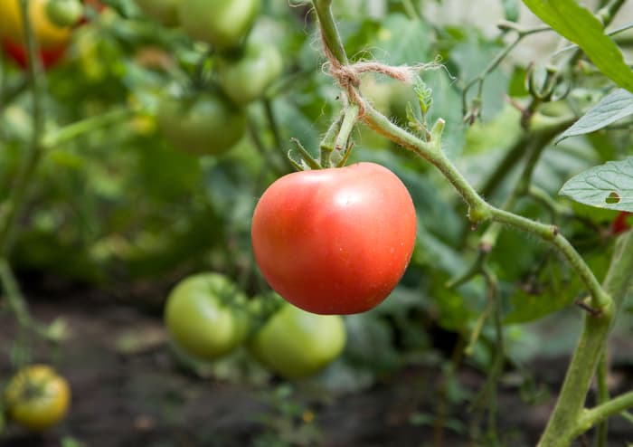 Tomato Big Raspberry TOMATO 'Raspberry Lyanna' - Uncertifiably Organic – Lone Star Nursery