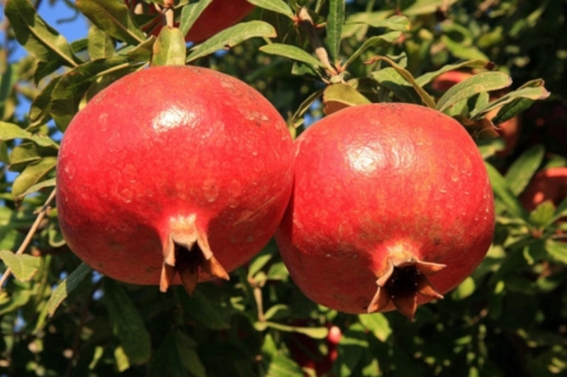 POMEGRANATE 'Iranian Red' --Punica granatum 'Iranian'- - Garden Center ...