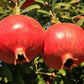 POMEGRANATE 'Iranian Red' --Punica granatum 'Iranian'--