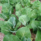 KALE 'Portuguese'