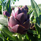 ARTICHOKE 'Purple of Romagna'