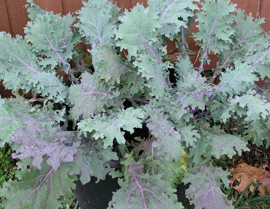 KALE 'Purple Russian'